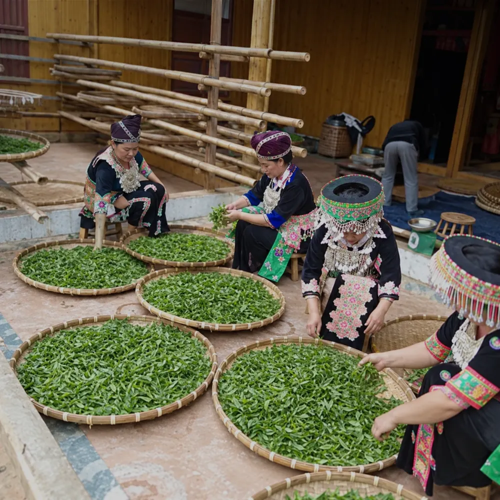 Lá chè trải trên nong tre