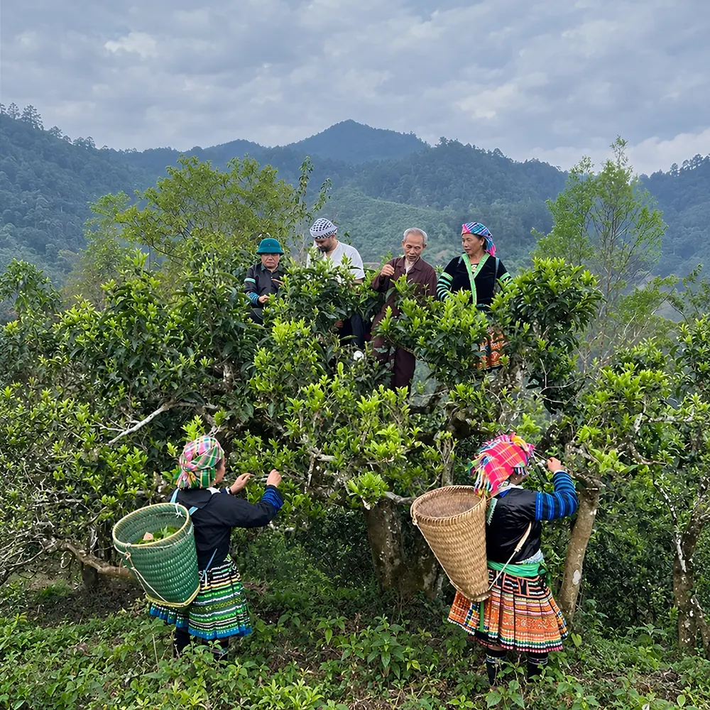 Nhóm người hái chè giữa đồi chè xanh